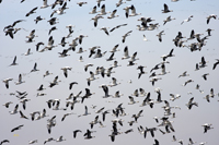 Snow Geese 6412